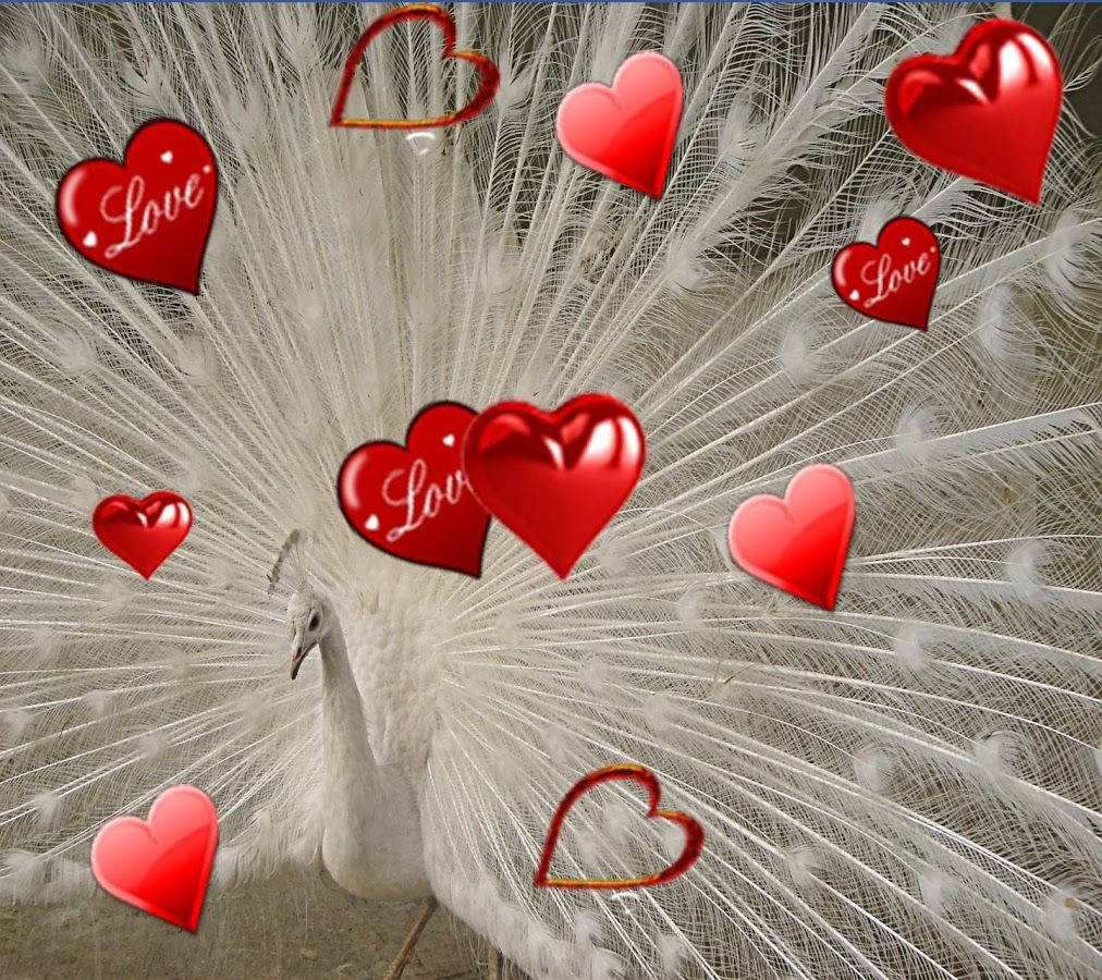 Love, Hearts, And Peacock Wallpaper