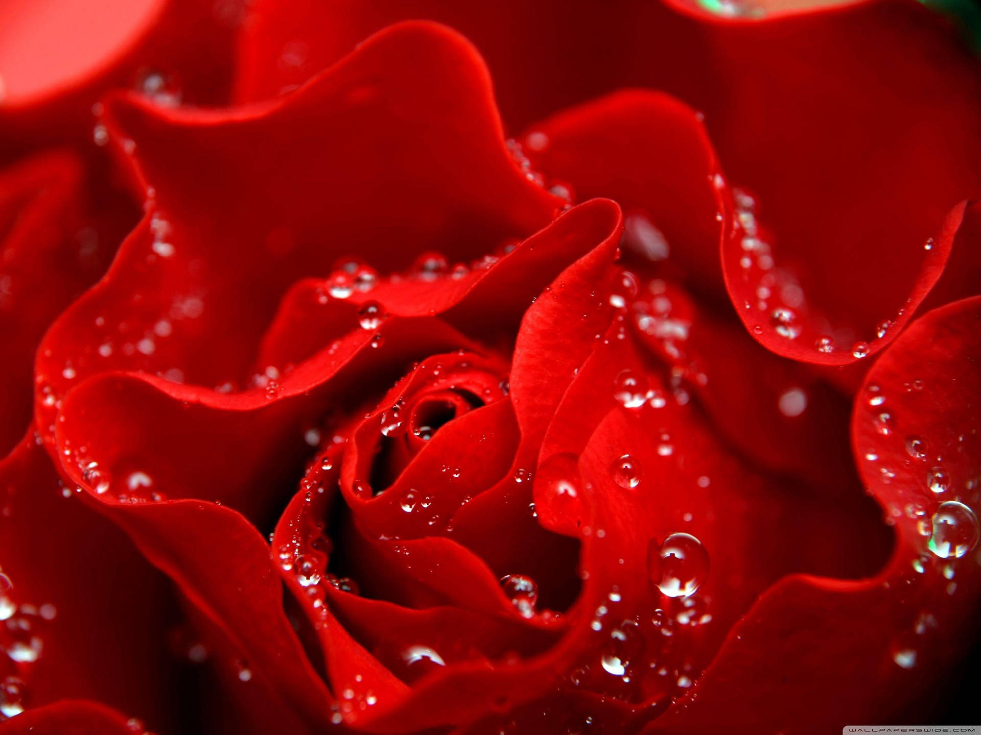 Love Rose Close-Up Dew Wallpaper