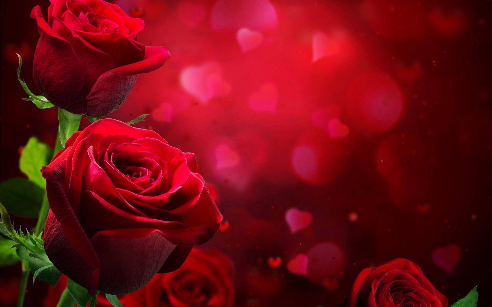 Kærlighed Rose Heart Baggrund Wallpaper