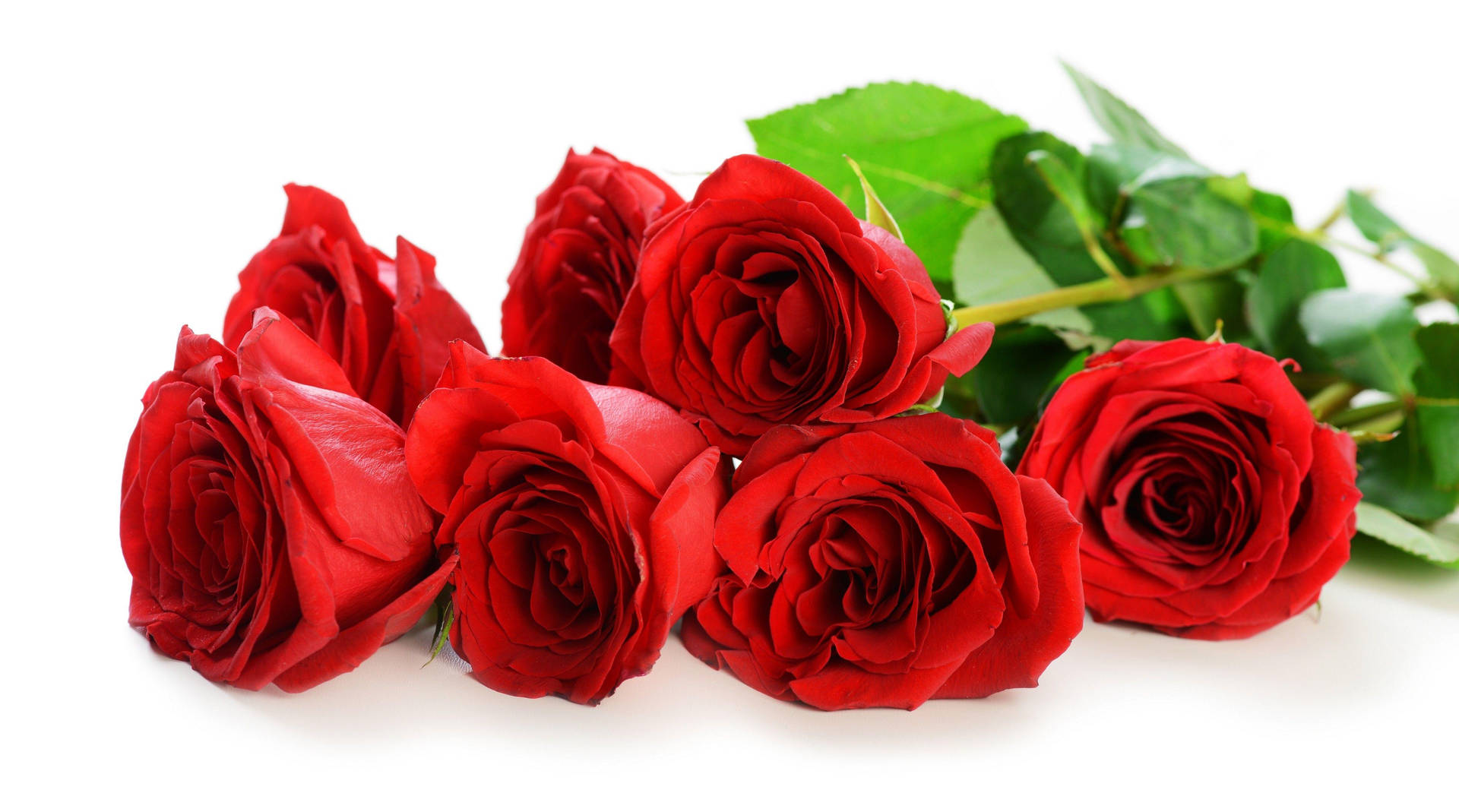 Free Love Rose Background Photos, [100+] Love Rose Background for FREE |  