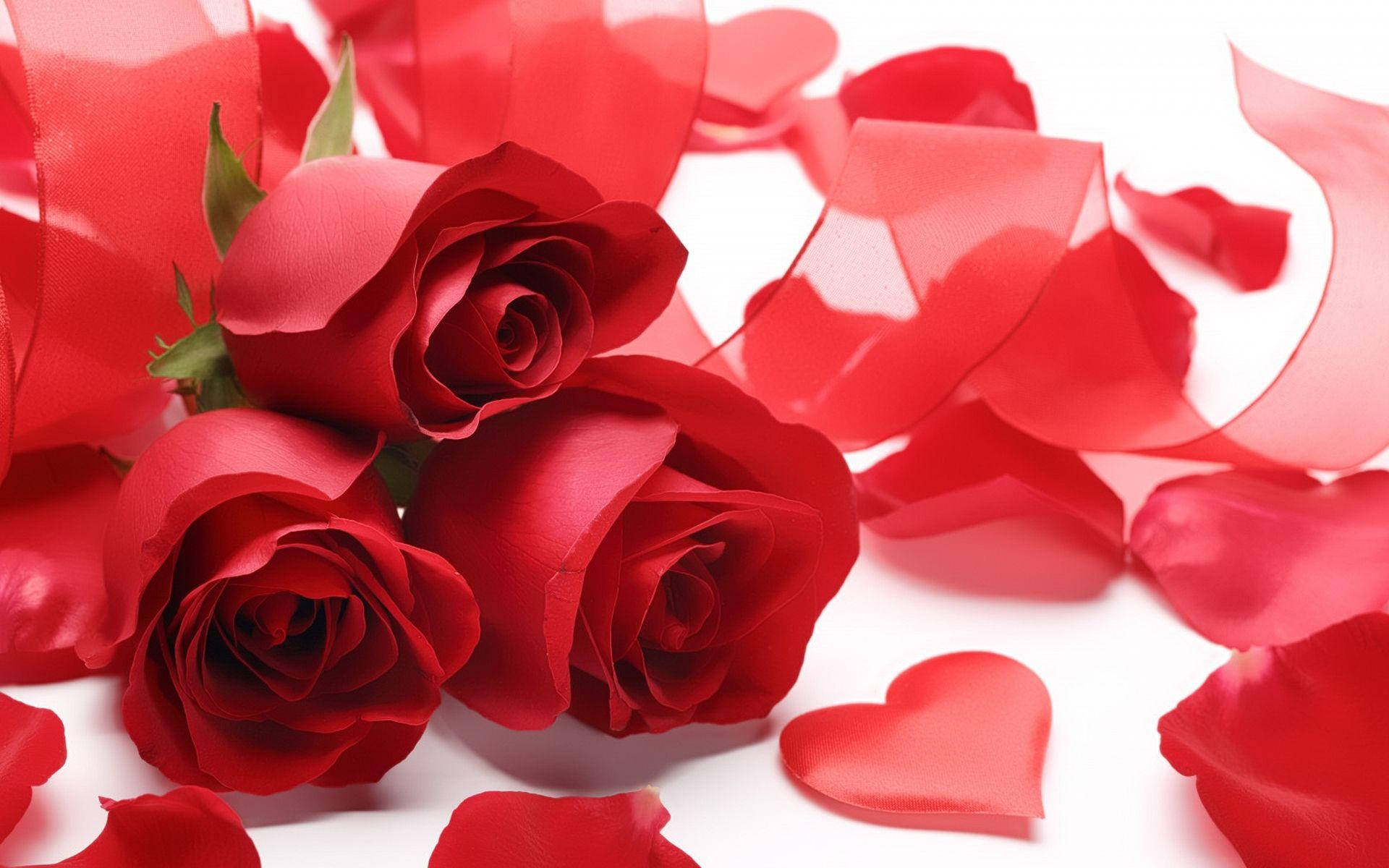 Triodi Amore - Eleganti Rose Rosse In Cerca Di Affetto Sfondo