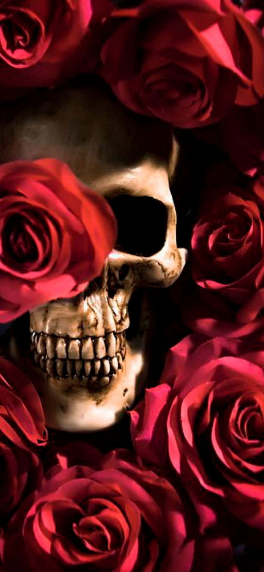 Download Two Lovers Making Love amidst Skulls and Roses Wallpaper   Wallpaperscom