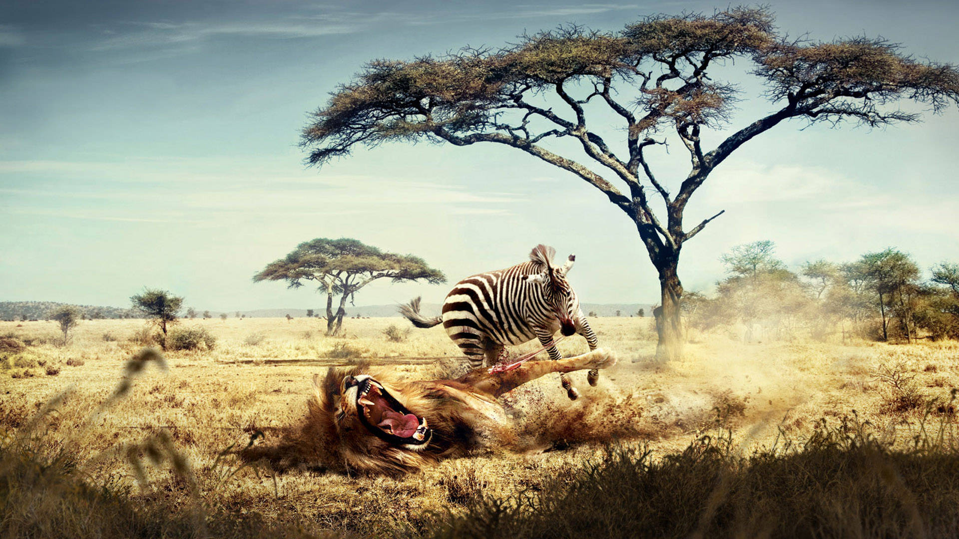 Løve Zebra Kæmper Fantastisk Dyr Wallpaper