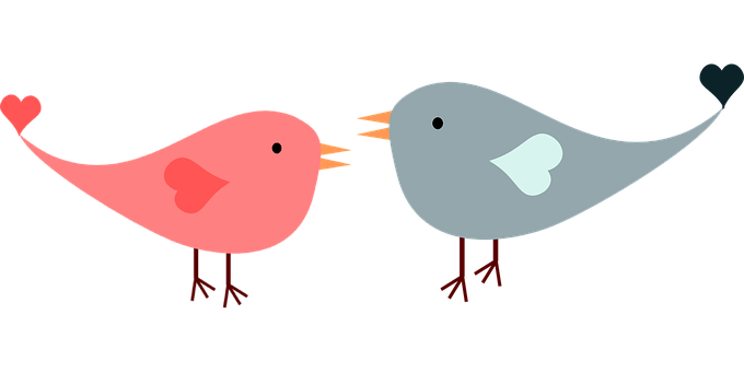 Lovebird Cartoon Illustration PNG