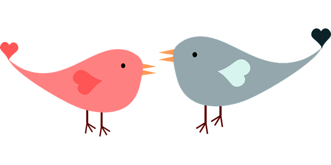 Lovebird Illustration Cartoon PNG