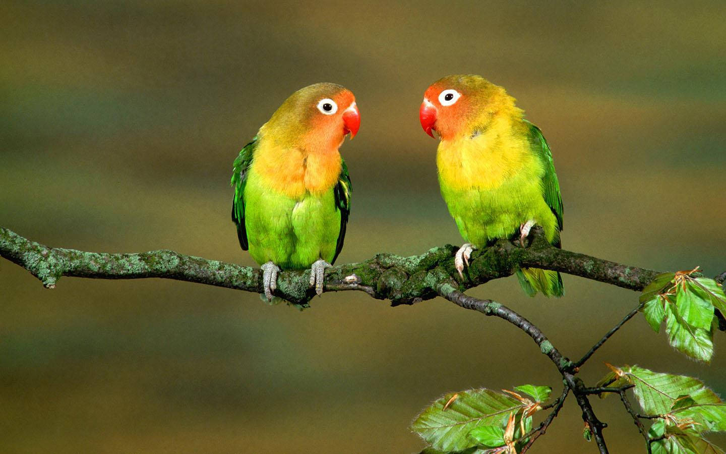 Lovebird Parrots Staring At Each Other Wallpaper