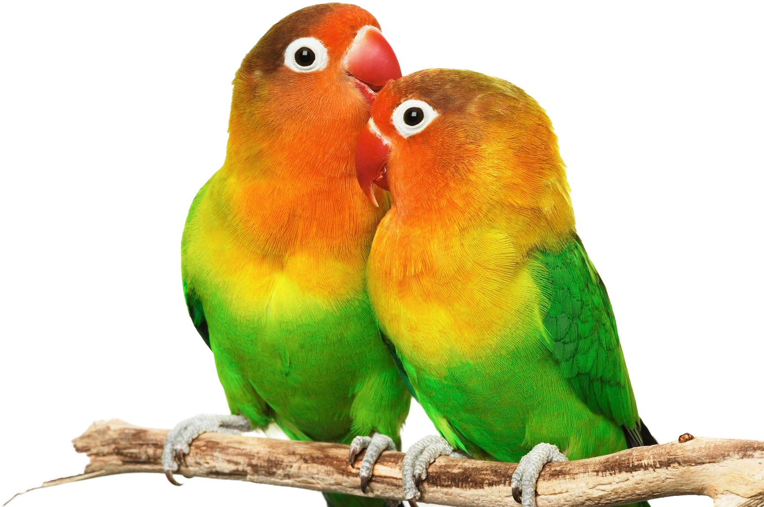 Lovebird_ Pair_ Affectionate_ Moment.png PNG