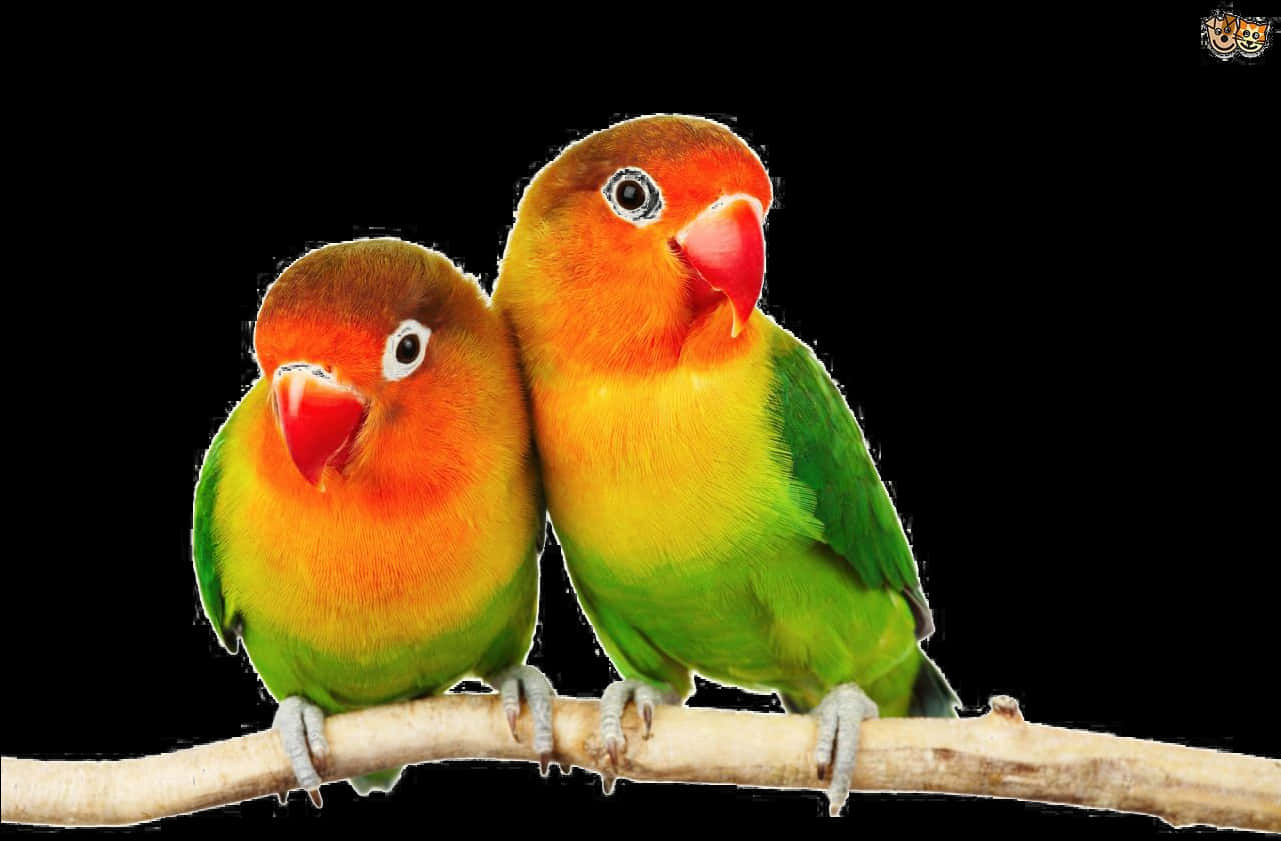 Lovebirds Perched Together PNG