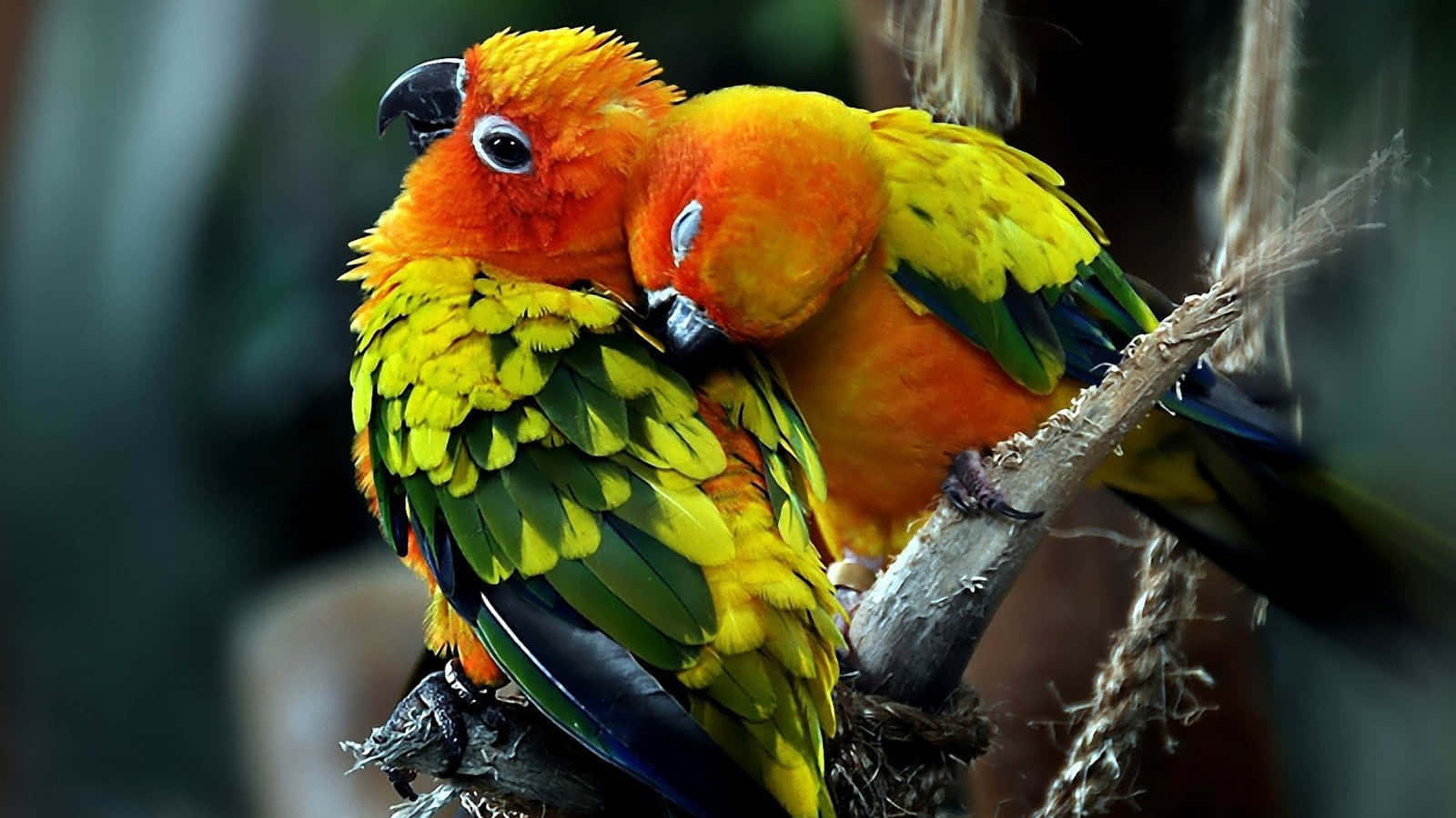 Lovebirds in Nature