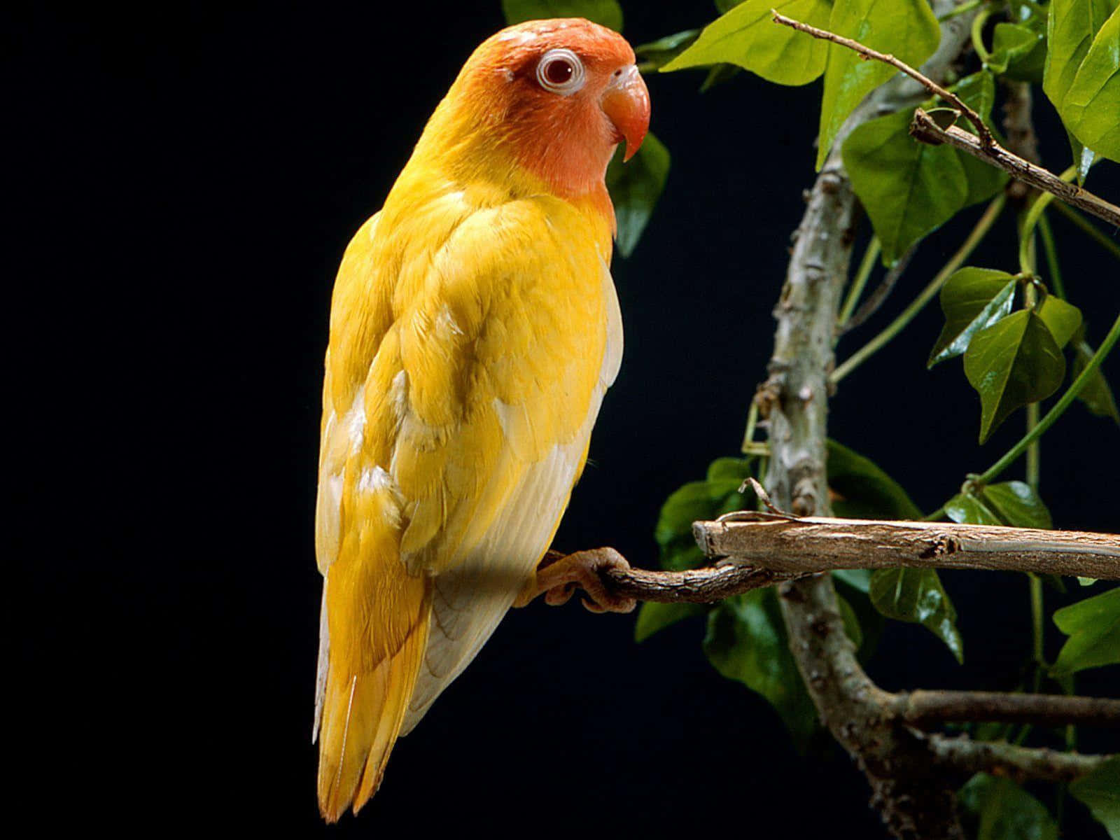 Yellow Lovebirds On Tree Picture