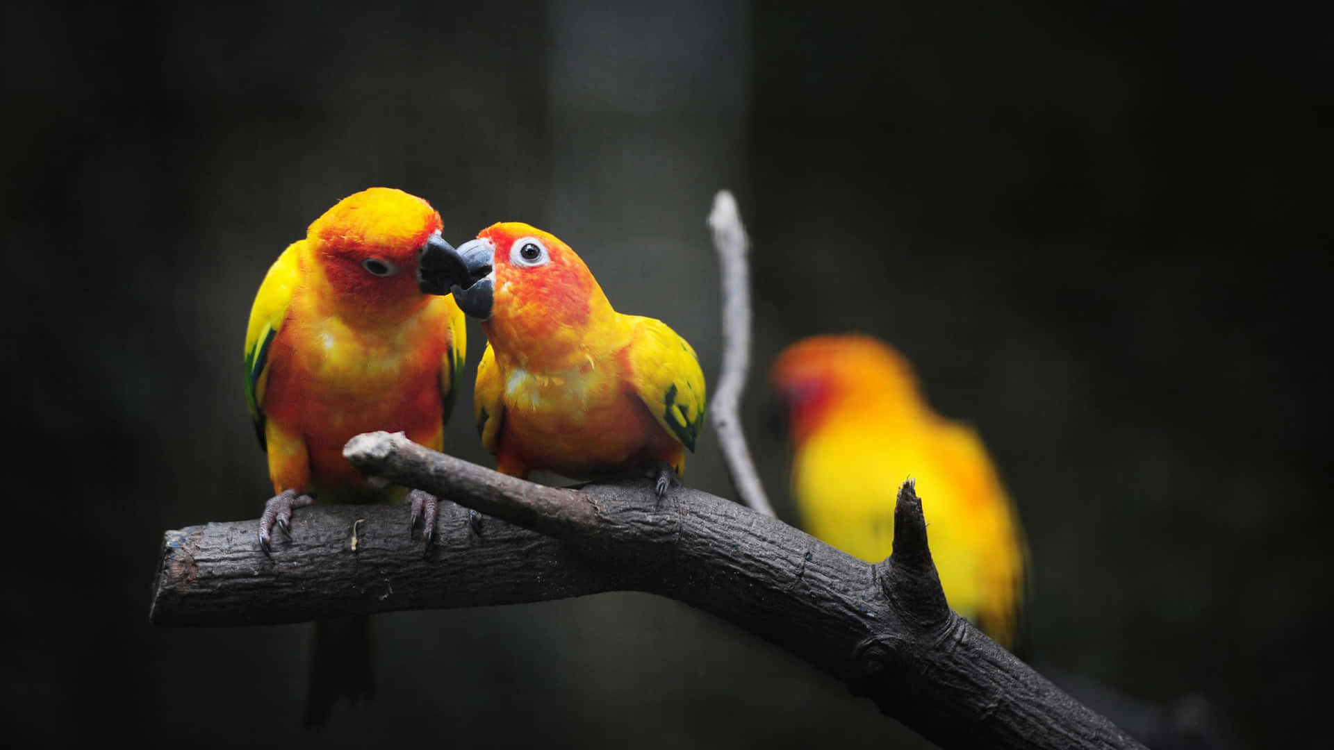 Imagende Dos Pájaros Enamorados Besándose En Escala De Grises.