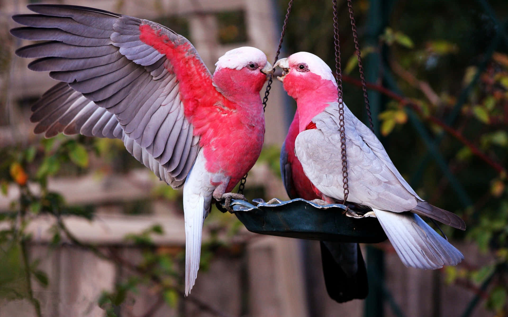 White Red Lovebirds Kissing Picture