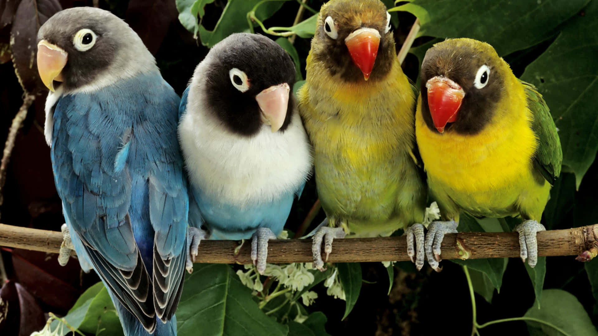 Bildmit Hellblauen Und Grünen Liebesvögeln