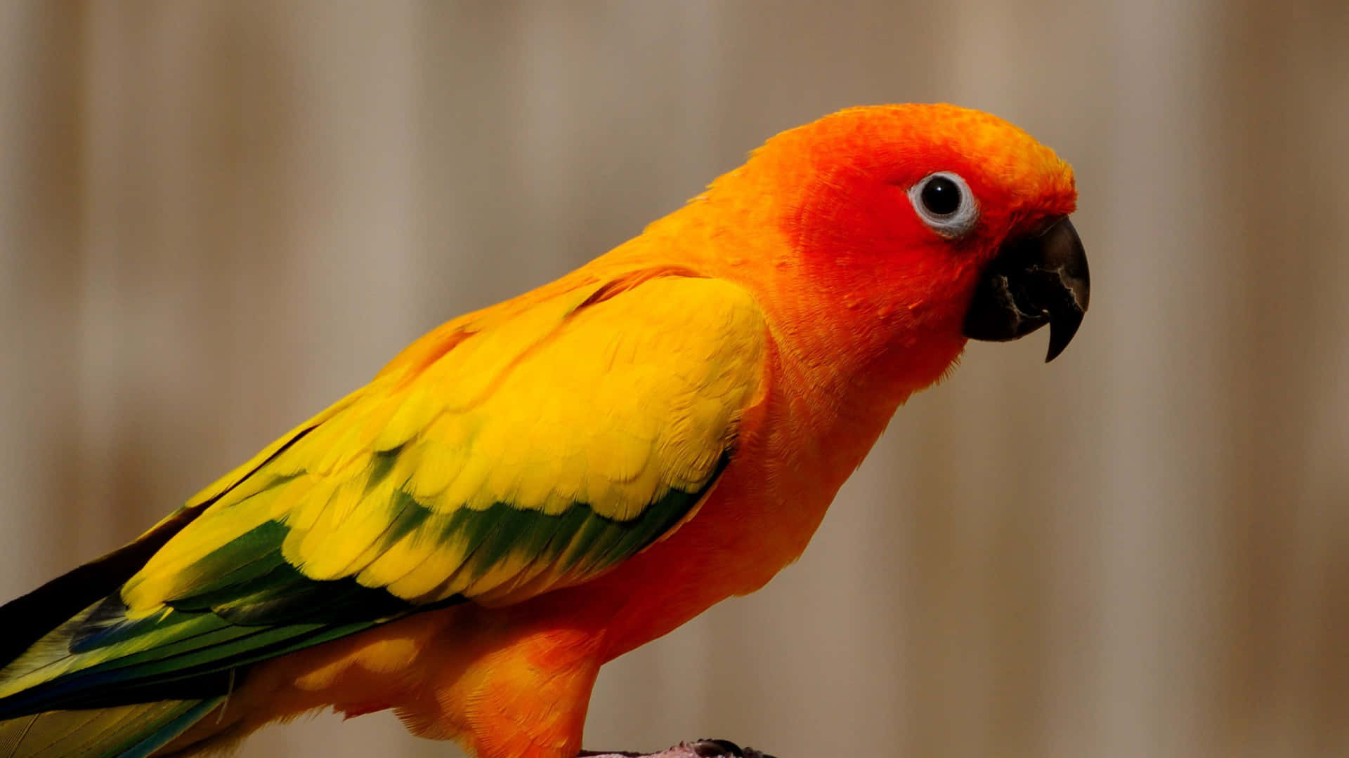 Orangefarbeneliebesvögel In Seitlicher Ansicht
