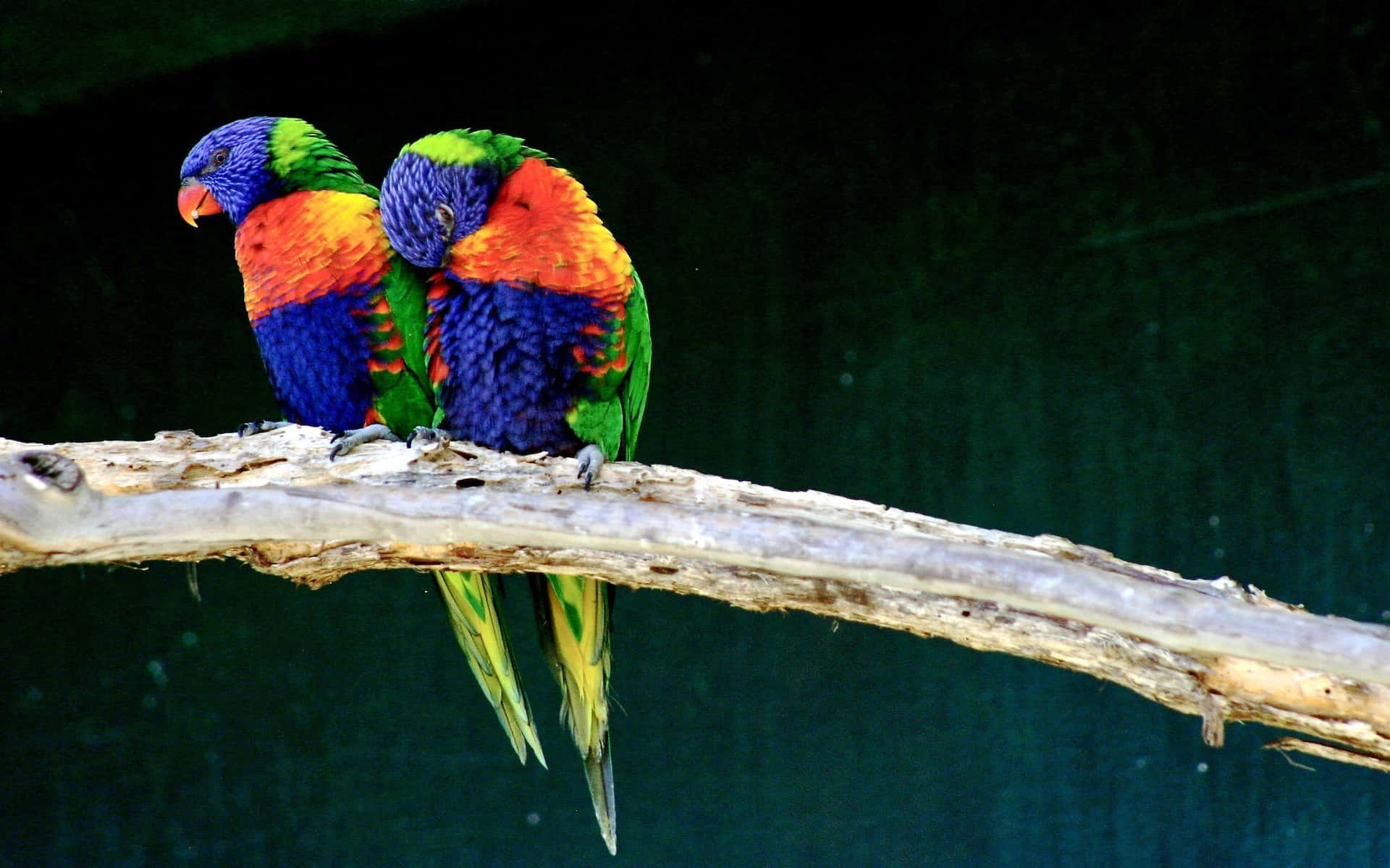 Tvåfärgglada Kärleksfåglar Som Skrivbordsbakgrund.