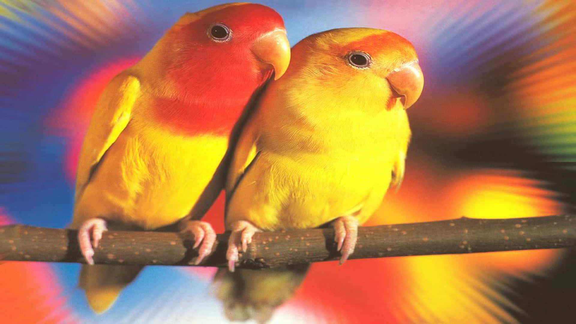 Imagemde Papagaios Do Amor Amarelo E Vermelho Em Uma Árvore.