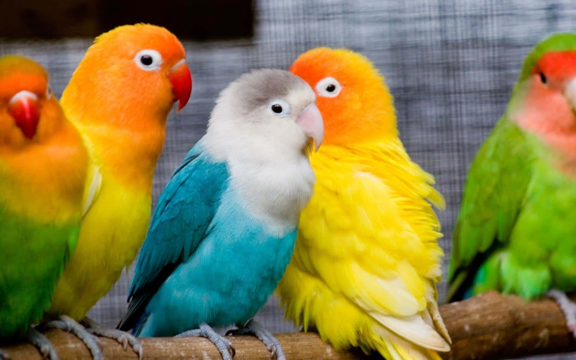 Colorful Lovebirds On Branch Picture