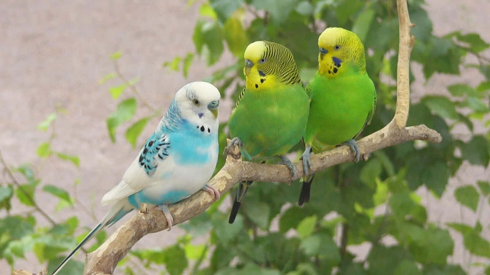 /images/hd/lovebirds-pictures-ae5jue...