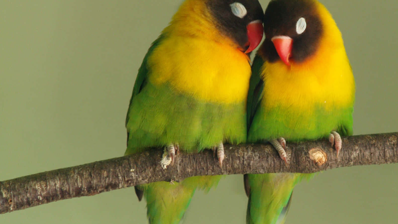 Grüngelbe Federn Lovebirds Bild