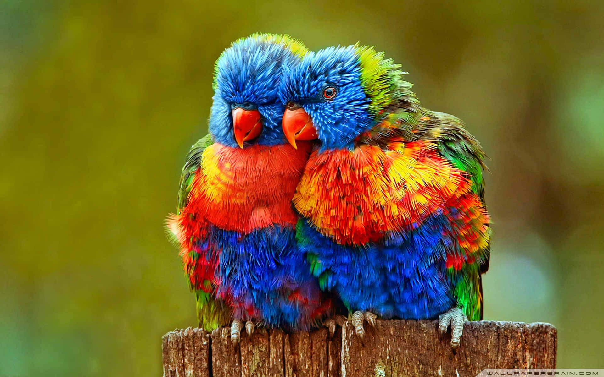 Imagemde Amor De Pássaros Coloridos E Desordenados