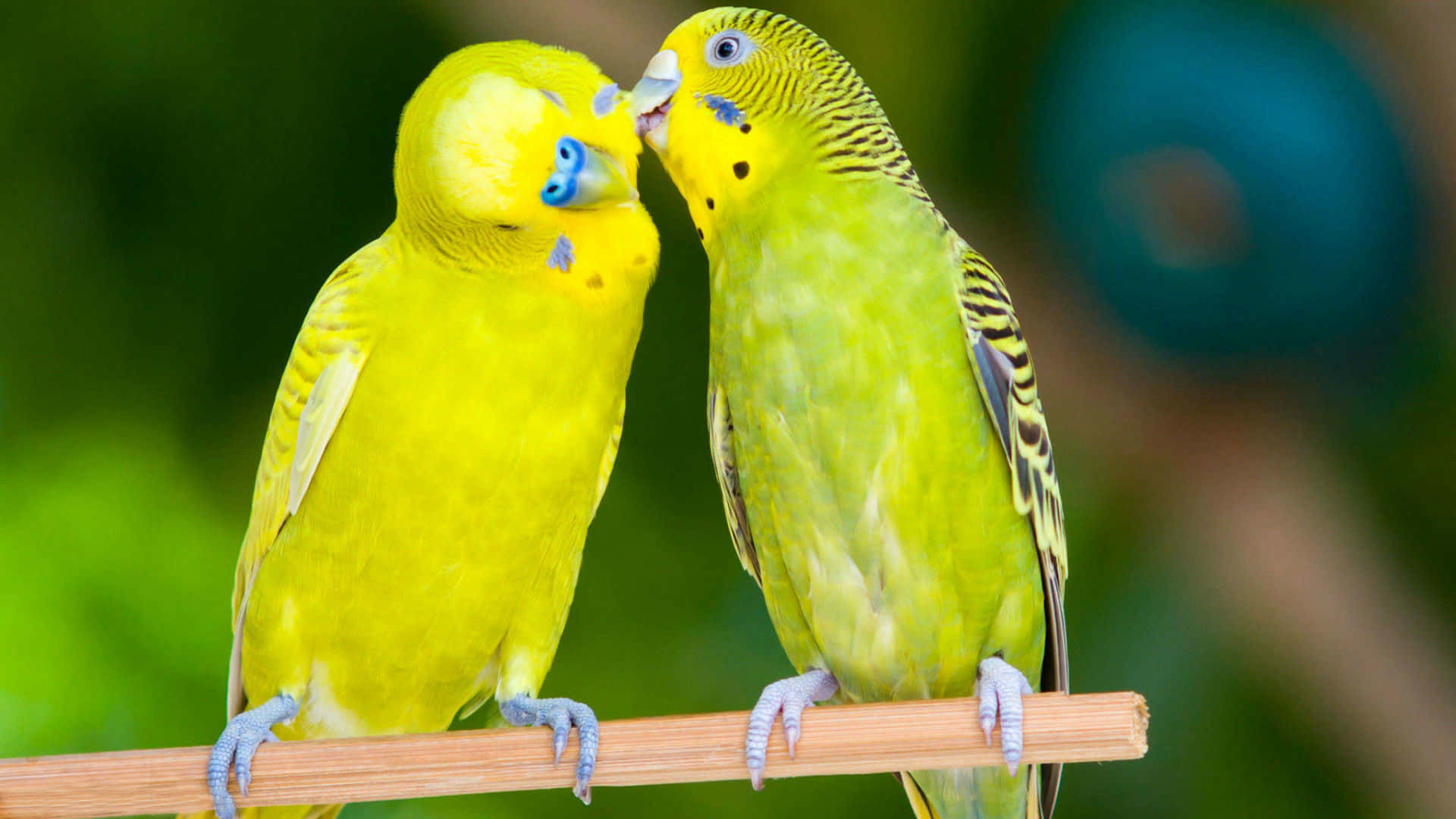 Lys grønme Lovebirds Kysser billede tapet