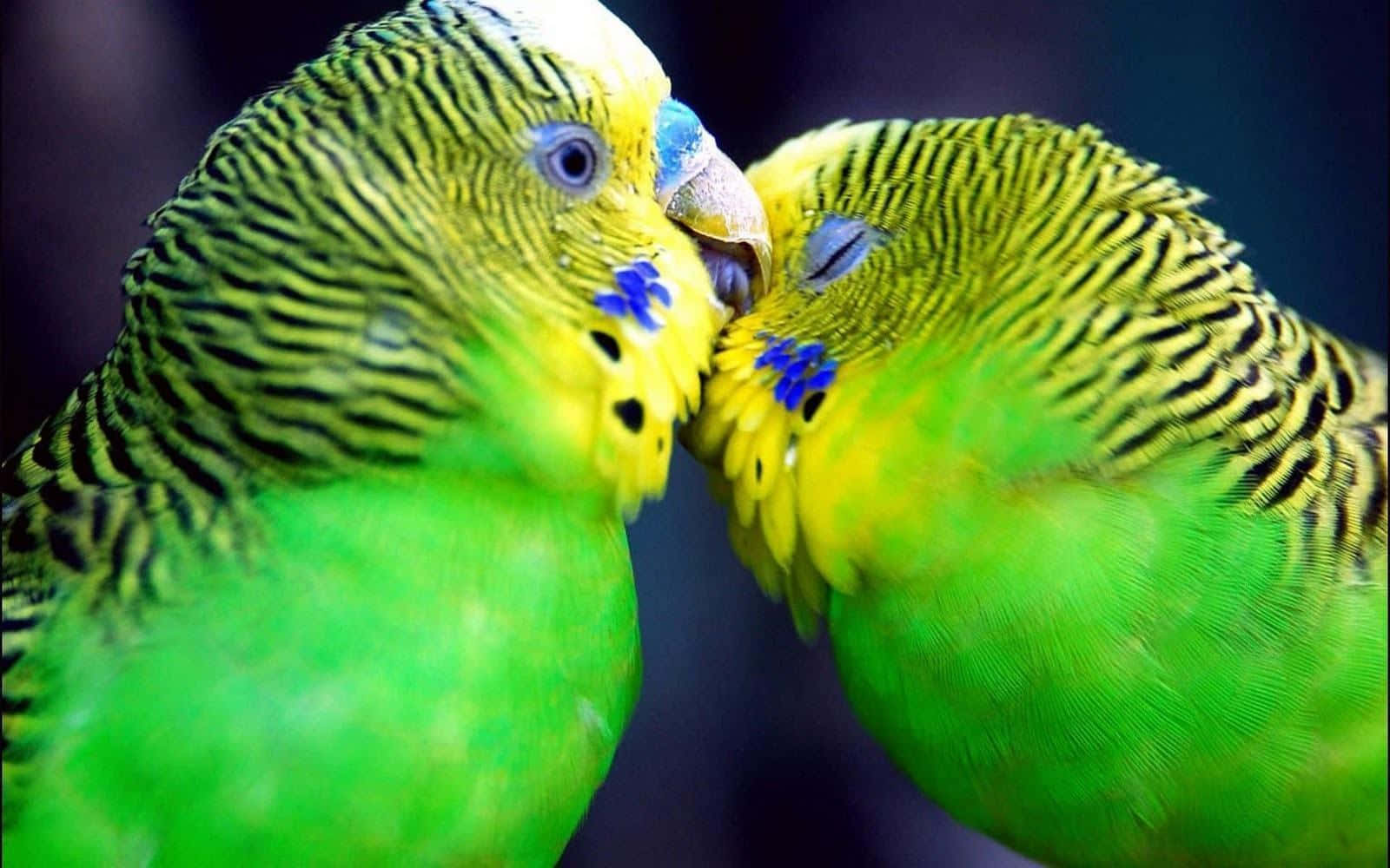 Immaginedi Due Pappagalli Lovebirds Verdi Che Si Baciano