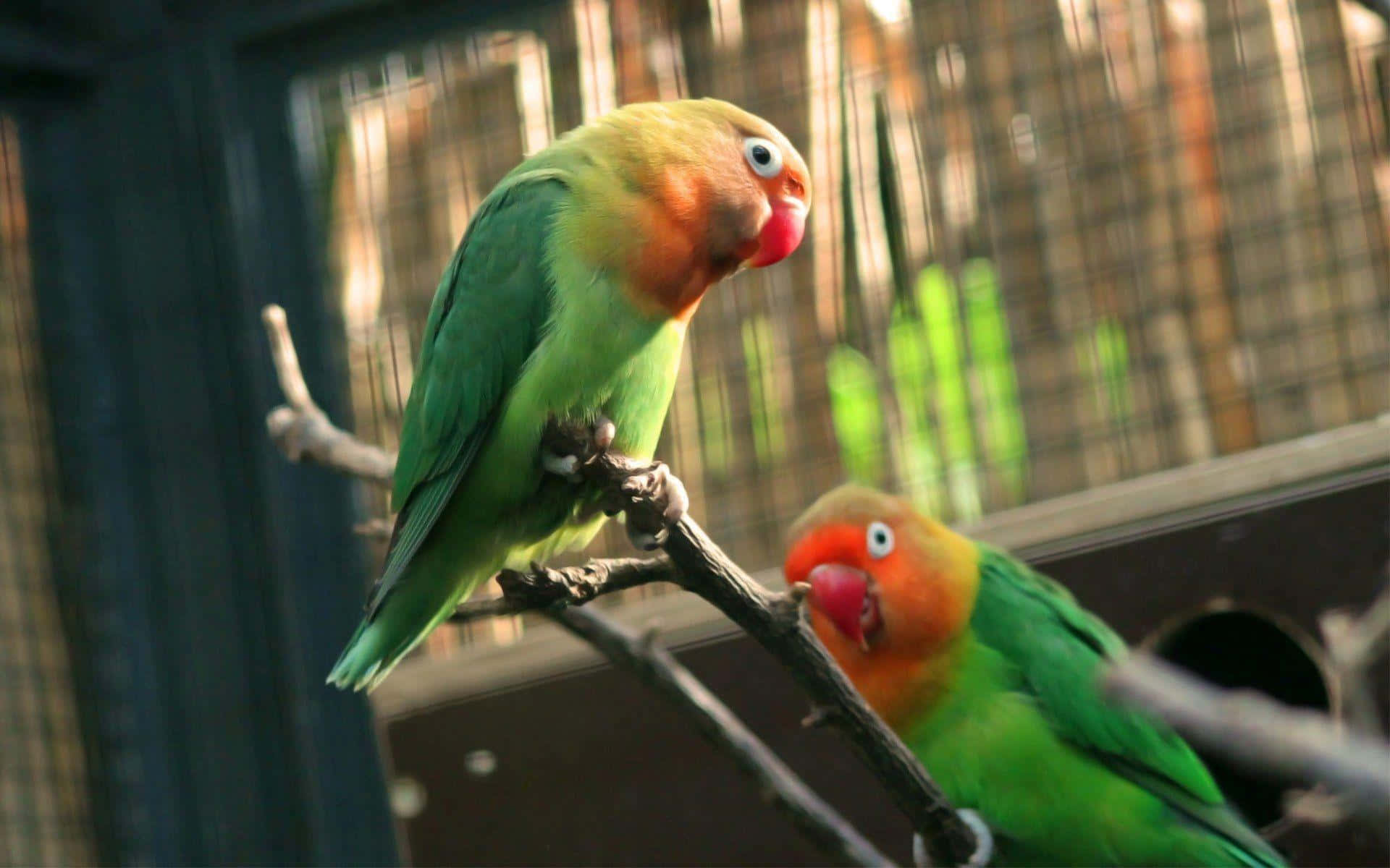 Lovebirds Inside The Cage Picture
