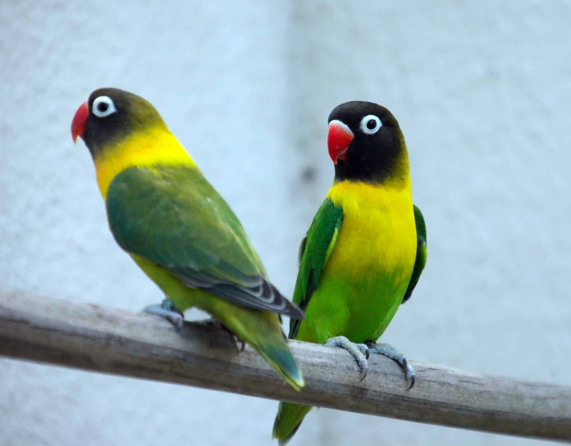 Gelbgrünesniedliches Liebesvogelbild