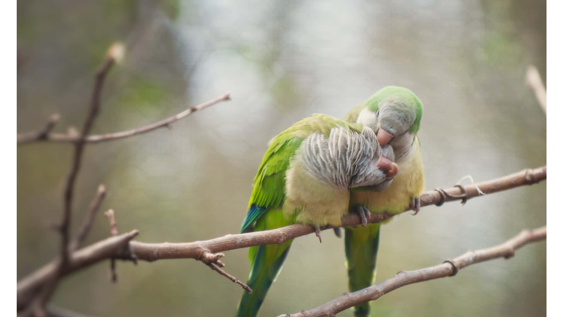 Enchanting Lovebirds Embracing in a Cozy Nest