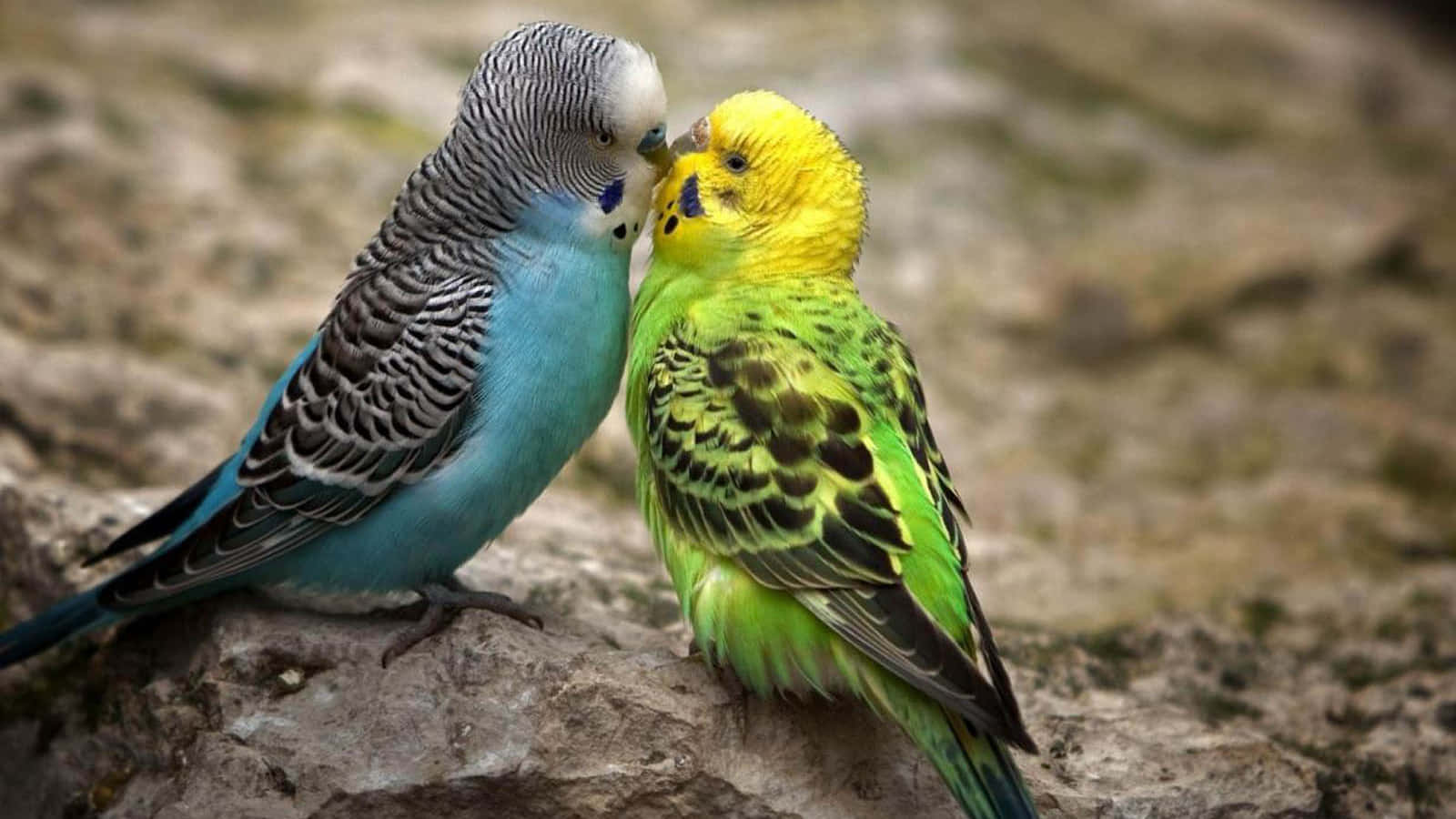 Blaueund Grüne Liebesvögel, Die Sich Küssen - Ein Bild