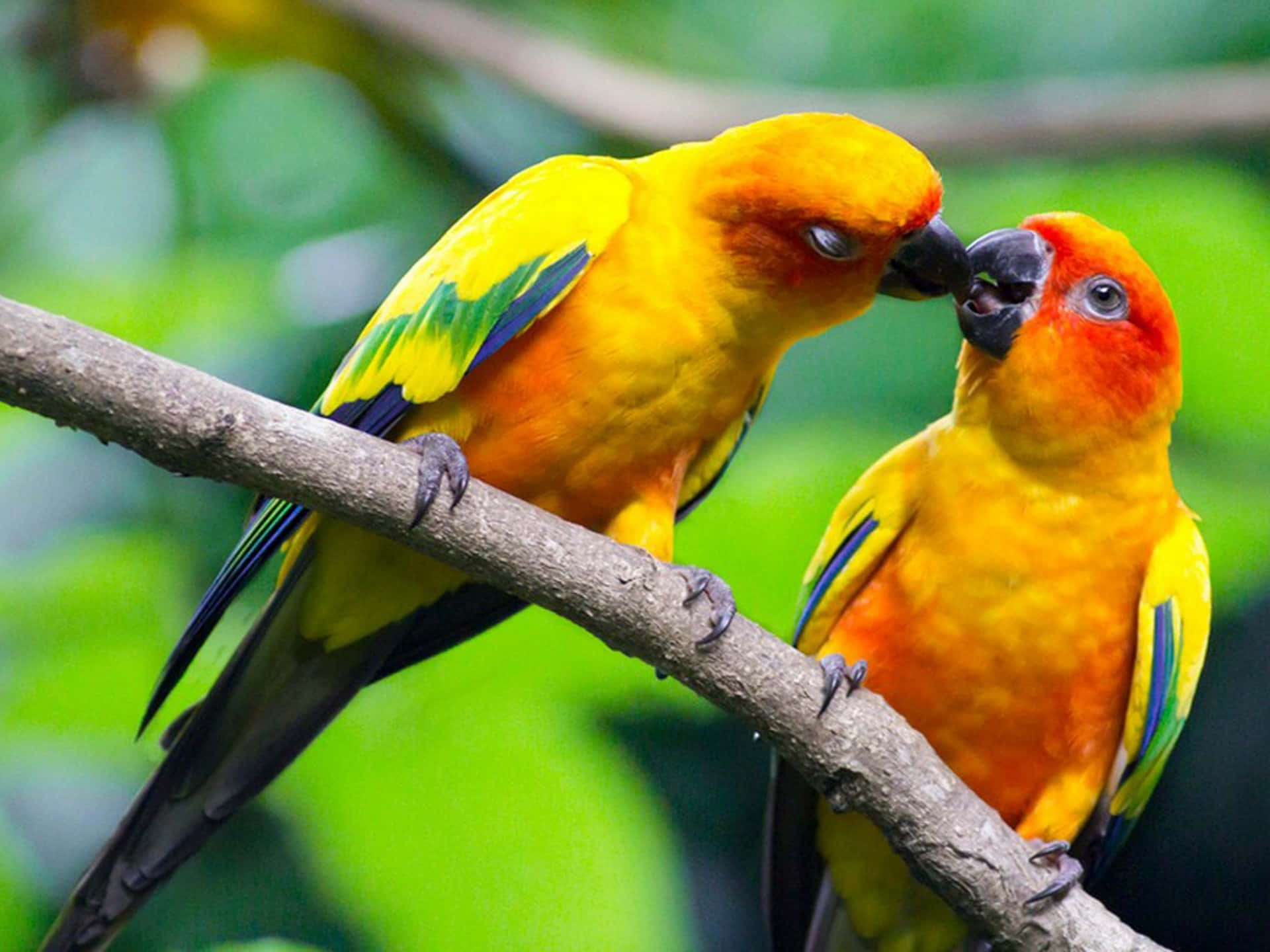 Gelboranges Bild Von Küssenden Liebesvögeln