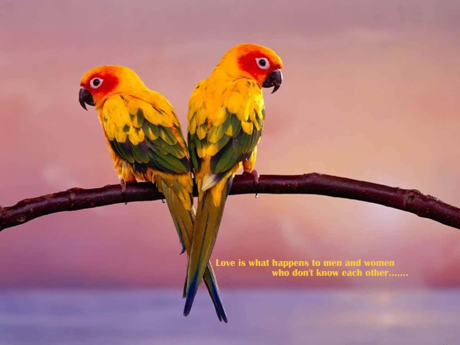 Pájarosdel Amor En Una Rama Con Una Imagen De Cita