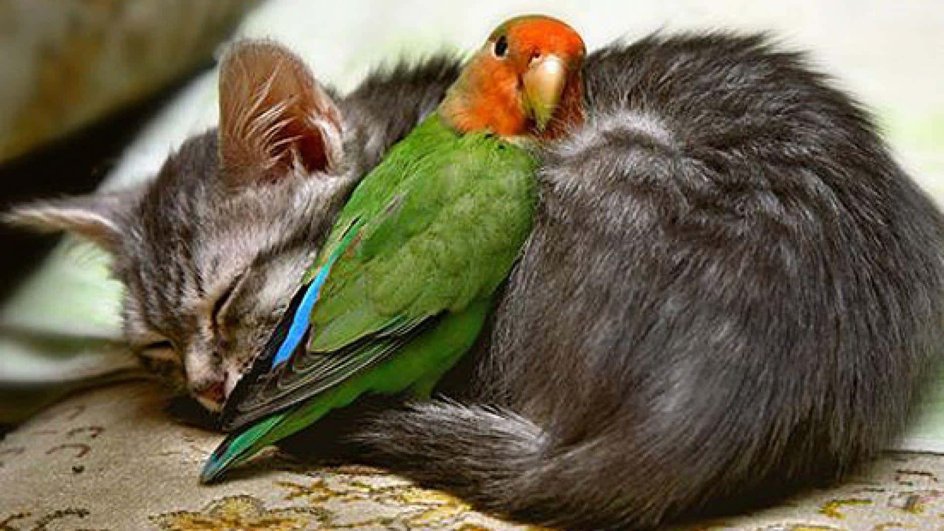 Imagende Lovebirds Con Un Gato Durmiendo
