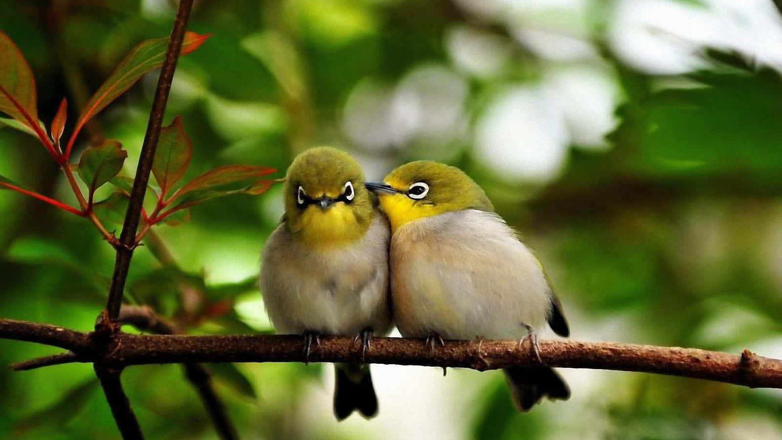 To Lovebirds kysser i hovedbilledet