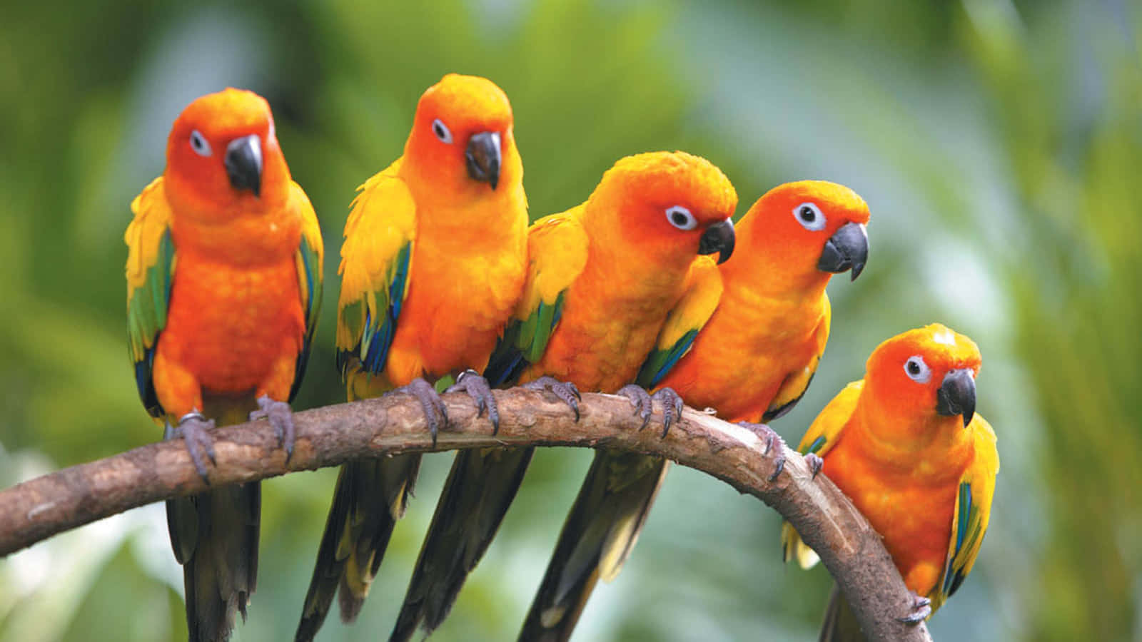 Fem Orange Fugle af Kærligheds Billede Tapet