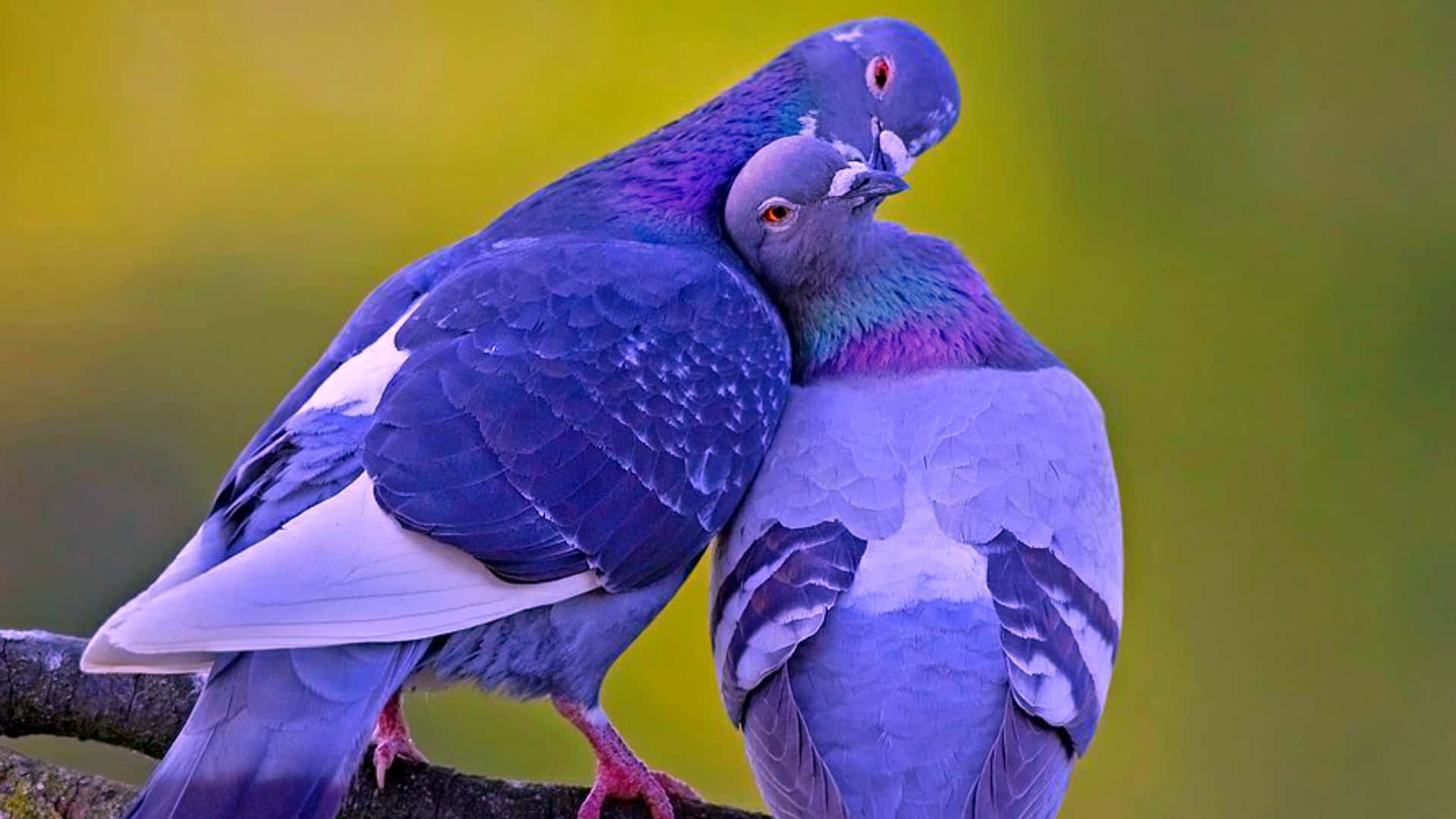 Two Pigeon Lovebirds On Branch Picture