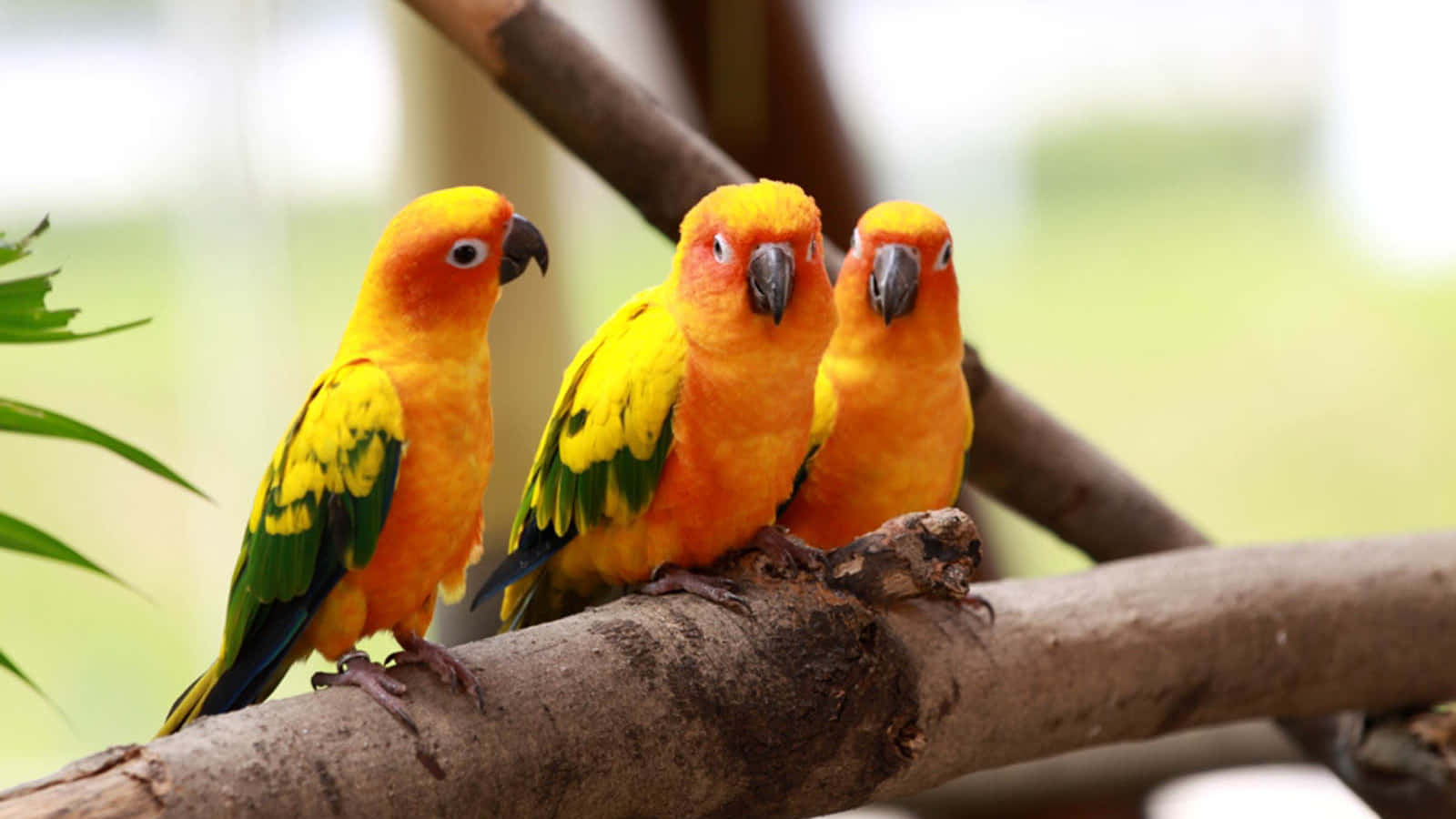Tre gule fjerbetrukne lovebirds billede tapet