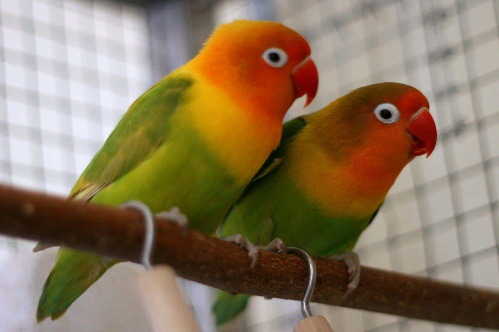 Fotode Papagaios-do-amor Em Um Galho De Árvore.