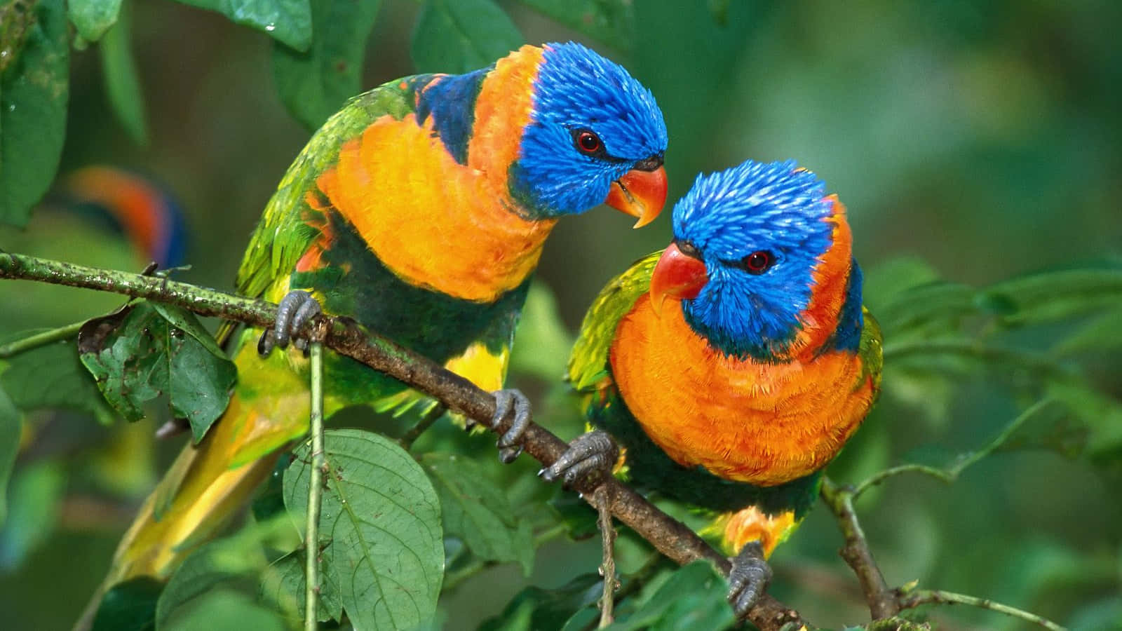 Kærlighedsfugle på plantebørstes billede tapet