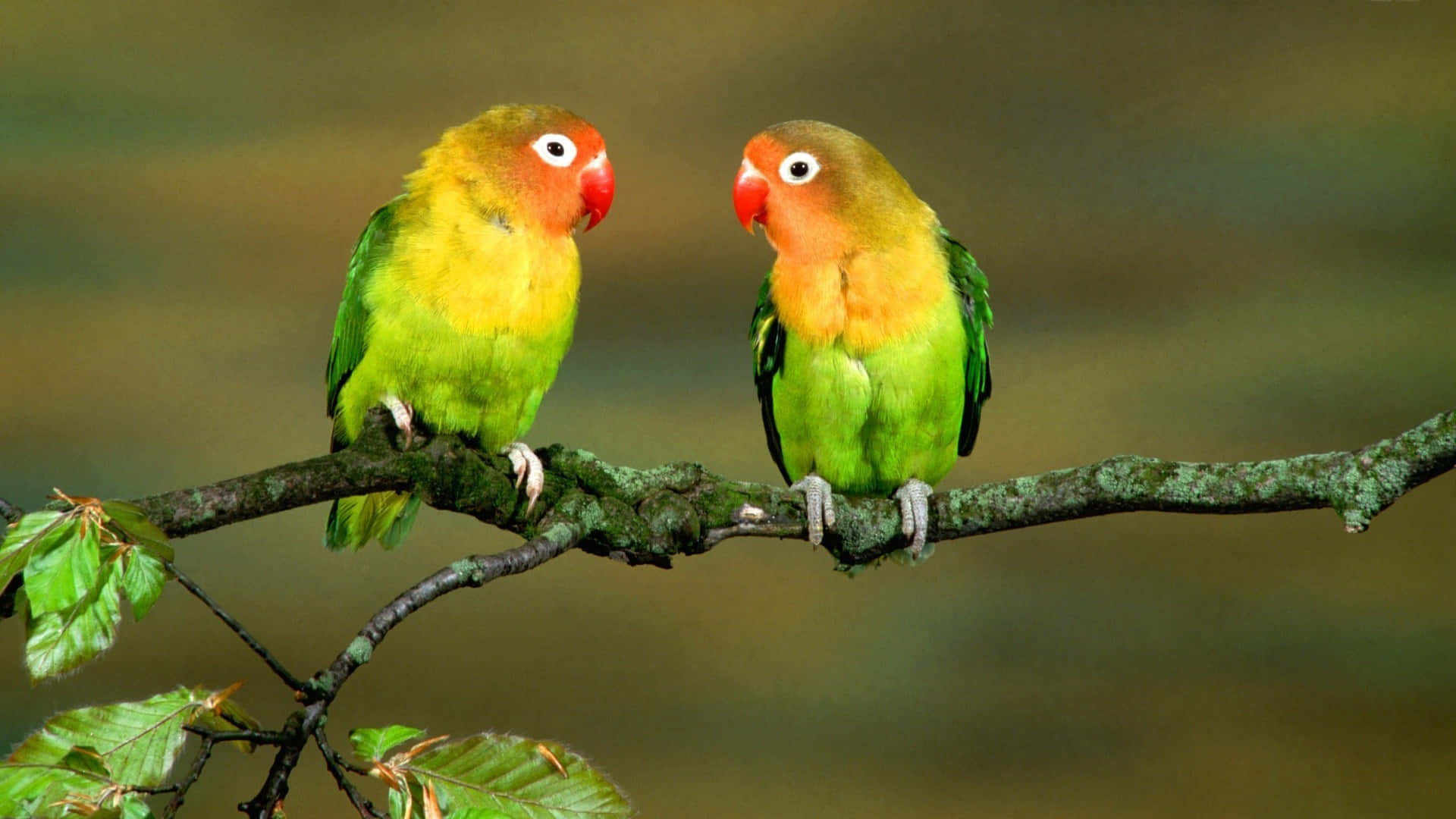 Zweiliebenswerte Liebesvögel Auf Einem Baum Bild.