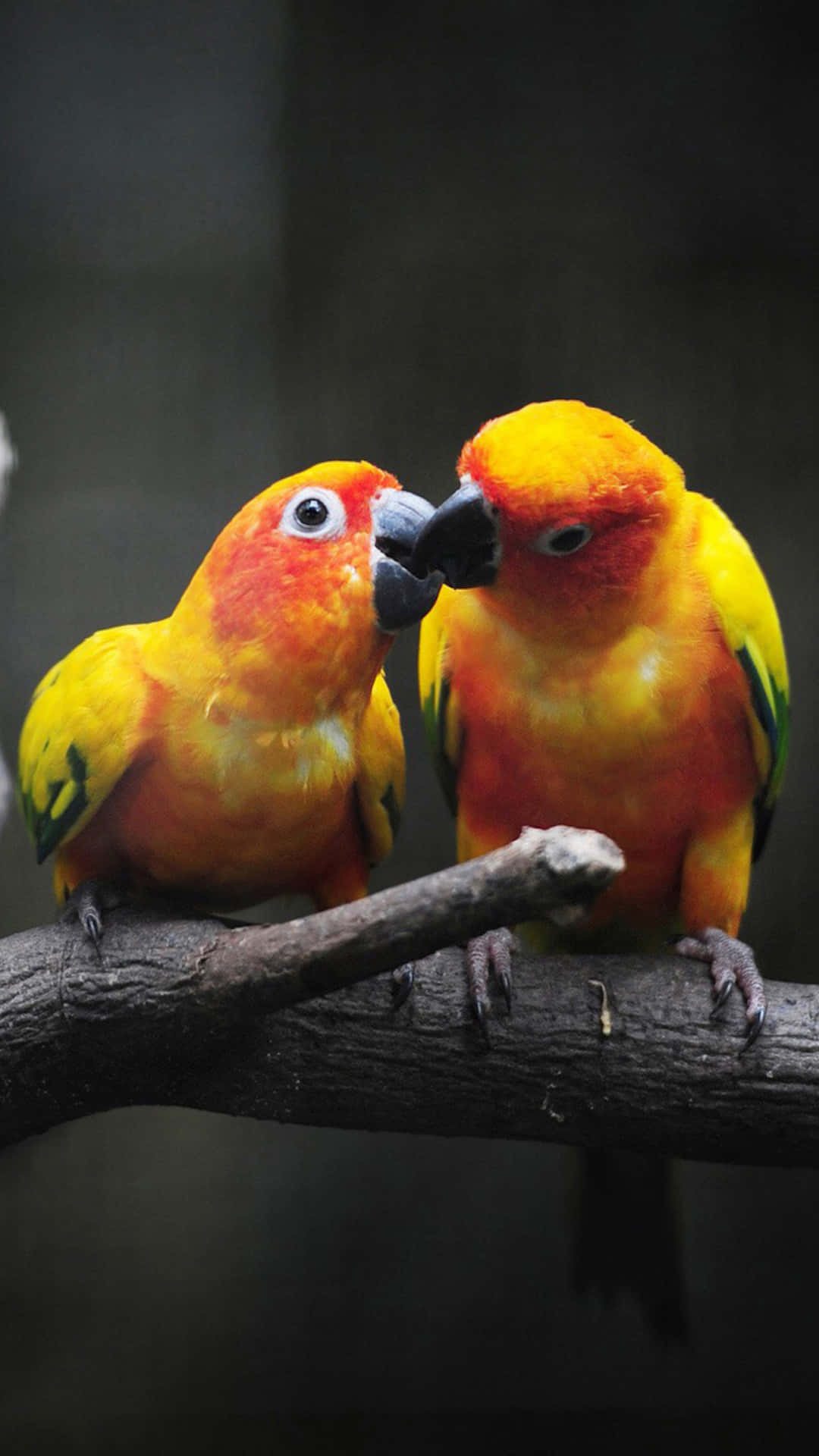 Paarküssende Liebesvögel Porträtbild