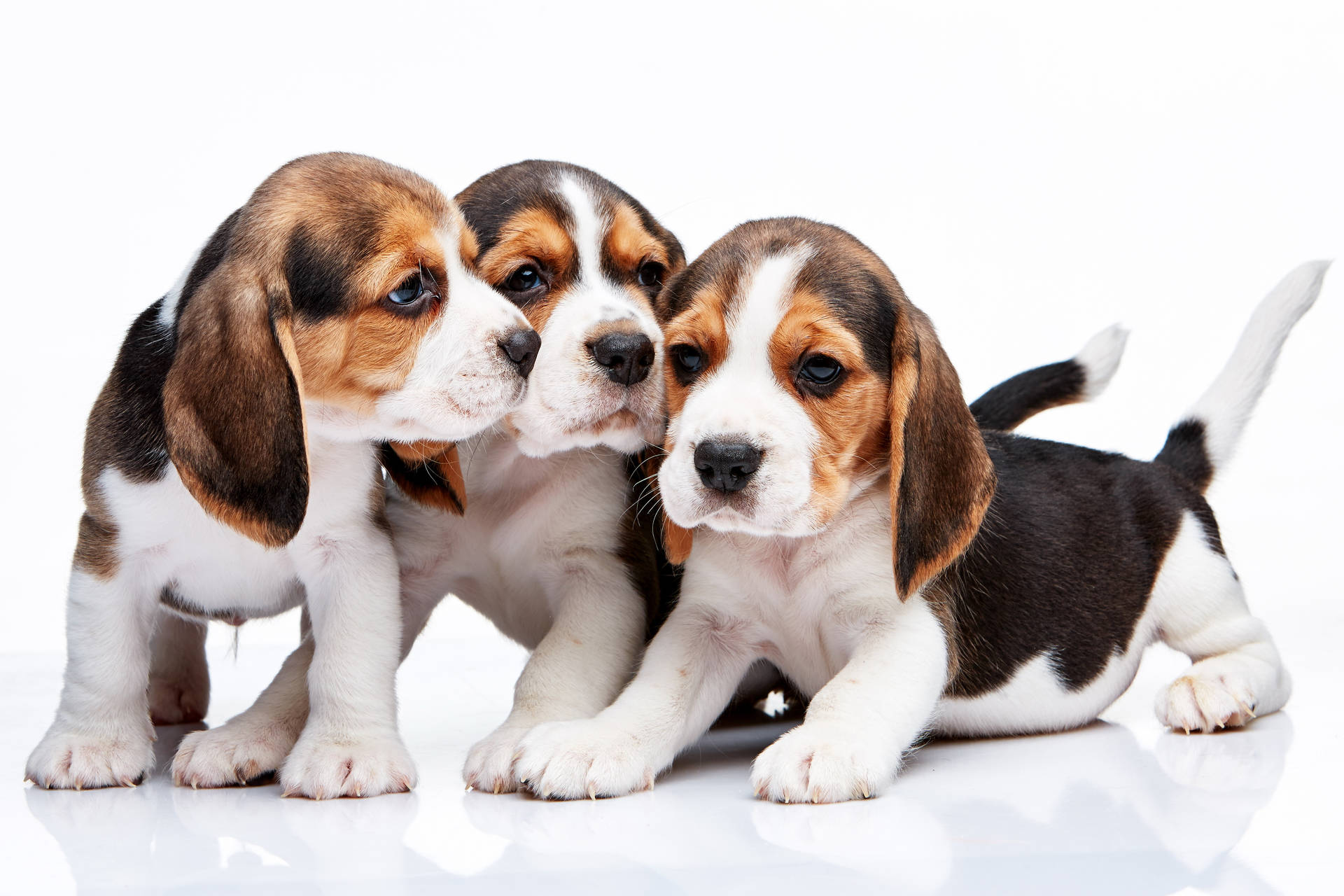 Lovely Beagle Puppies Wallpaper