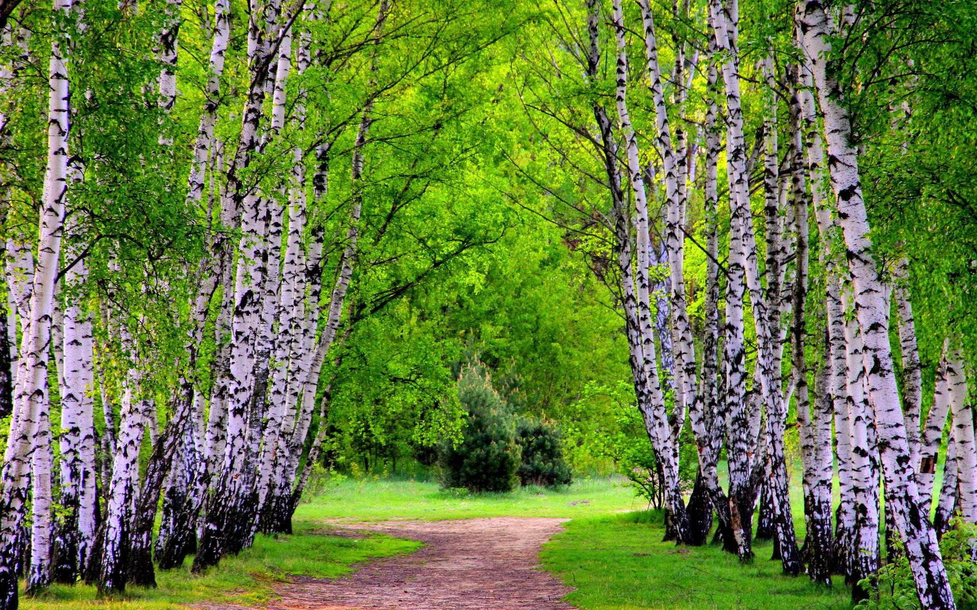 Lovely Birch Tree Woods Park Wallpaper