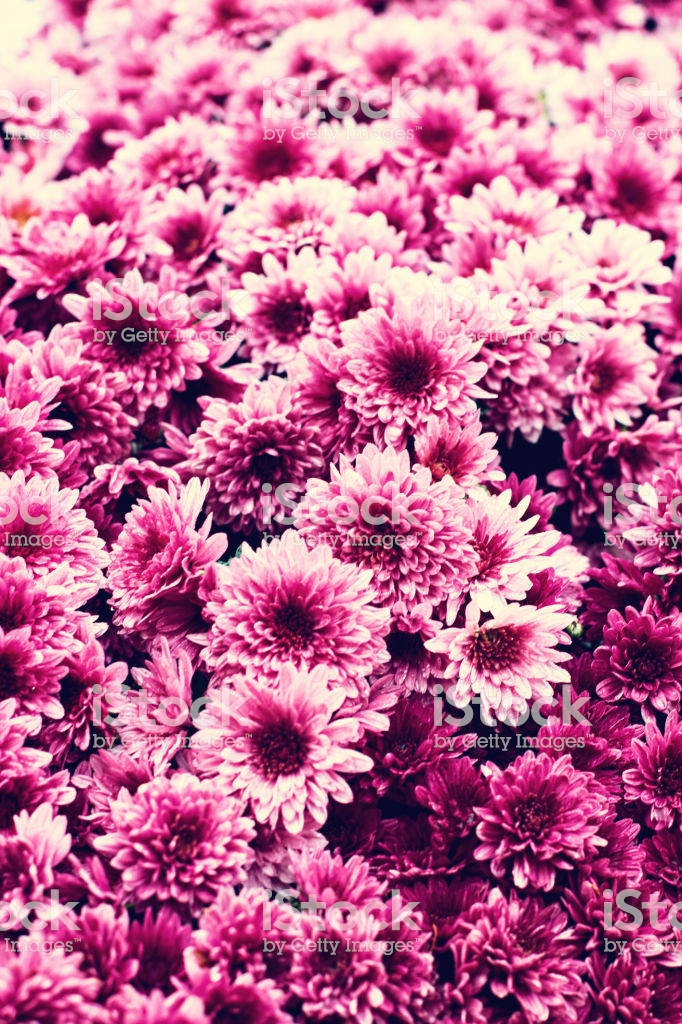 Lovely Blumen Flowers Theme Wallpaper