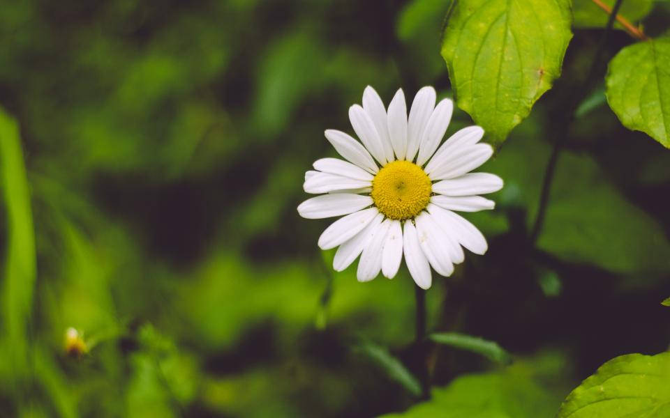 Lovely Blurred Nature Daisy Background
