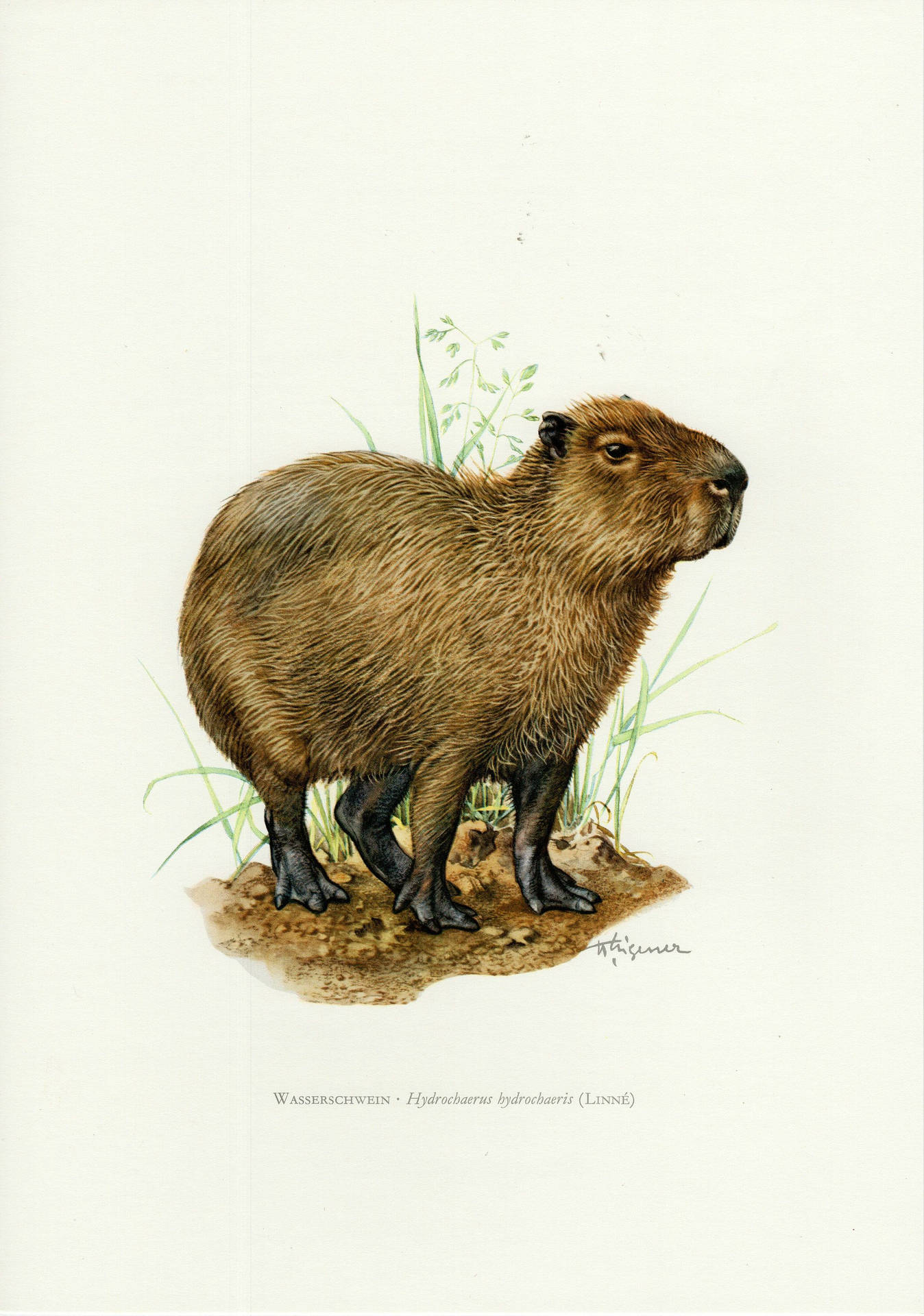 Lovely Capybara Painting Wallpaper
