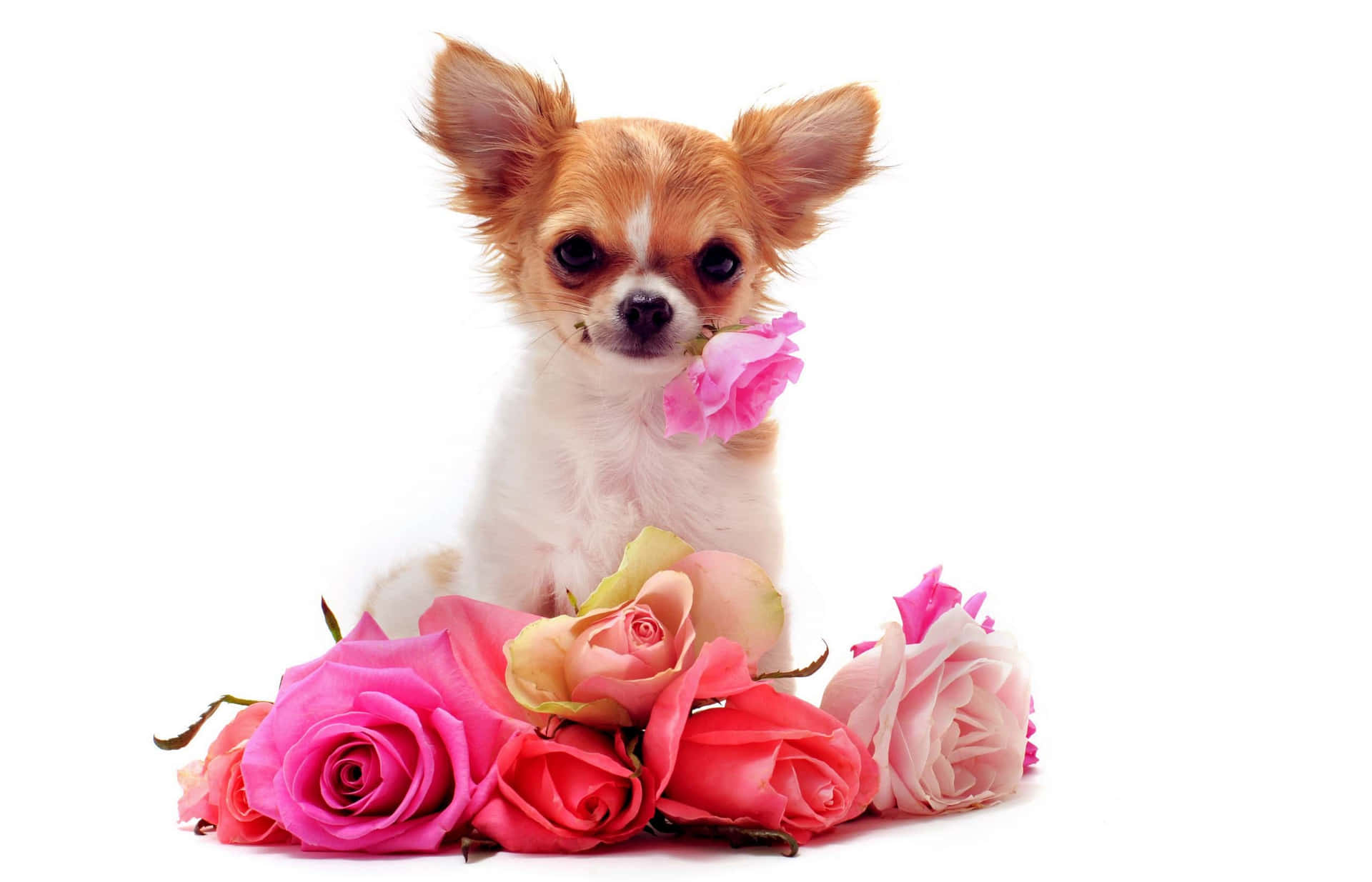 Encantadorperro Chihuahua Con Rosas. Fondo de pantalla