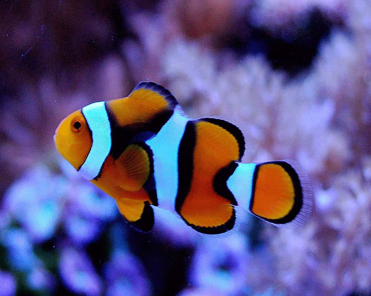 Lovely Clownfish Swimming Among The Ocean's Corals Wallpaper