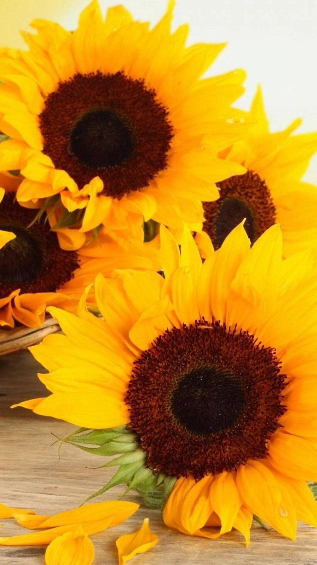 Lovely Common Sunflower Iphone Wallpaper