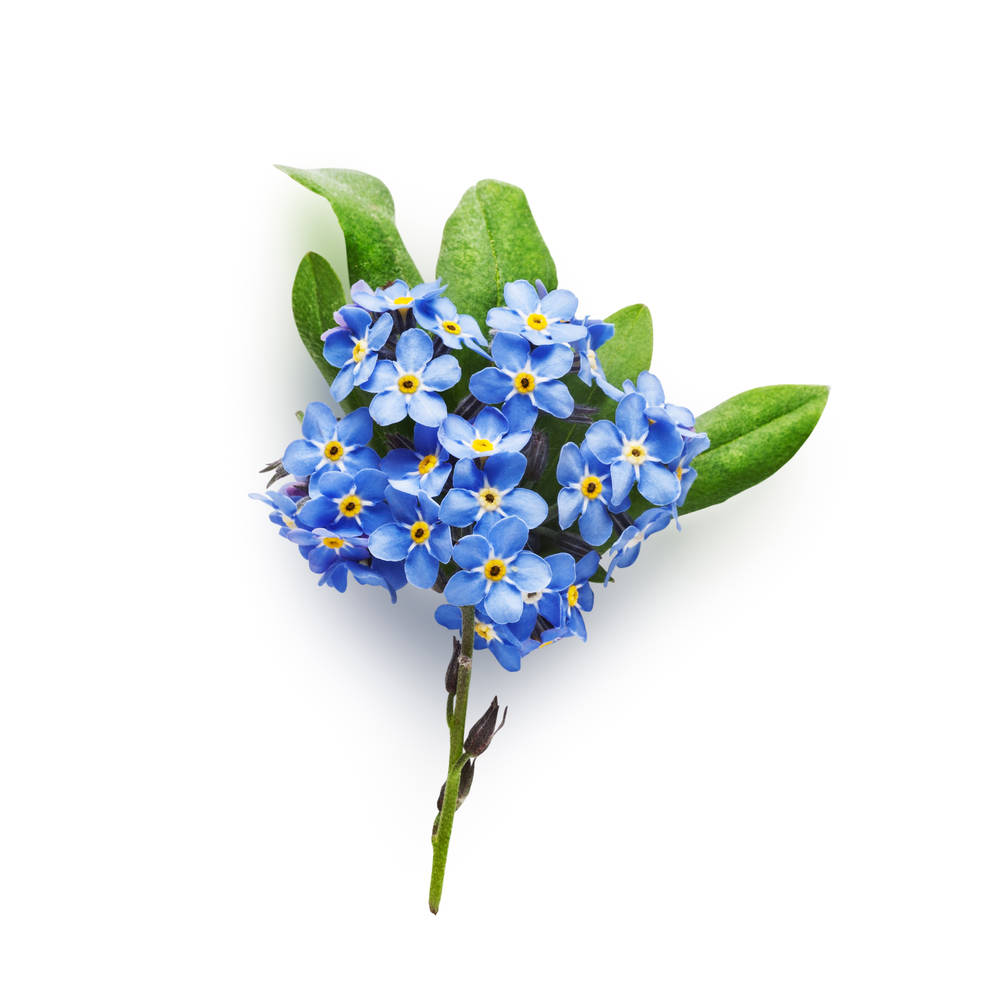 Lovely Forget Me Not Flower Background
